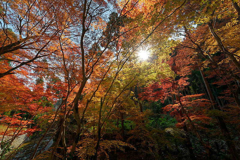 2021年京都の紅葉@杉坂 地蔵院_f0032011_17455108.jpg