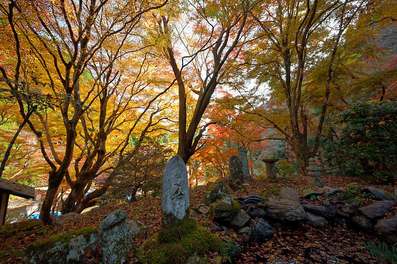 2021年京都の紅葉@杉坂 地蔵院_f0032011_17465595.jpg