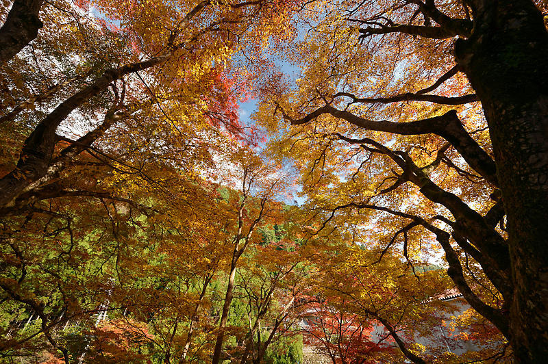 2021年京都の紅葉@杉坂 地蔵院_f0032011_17465688.jpg
