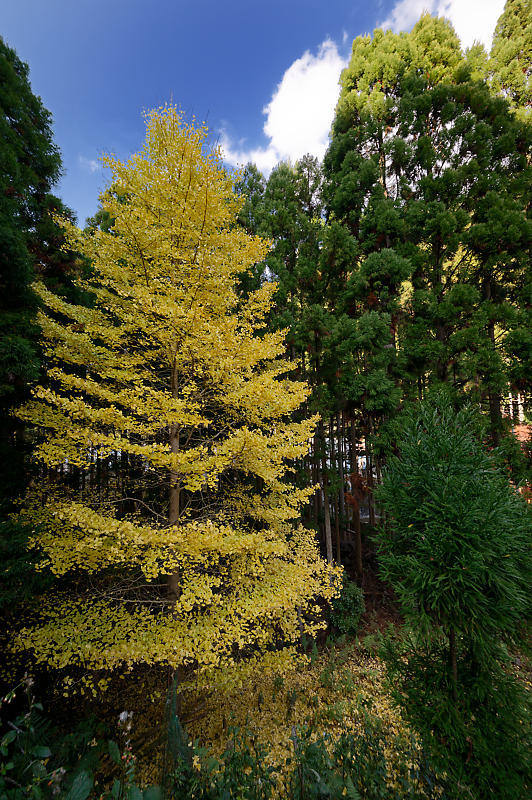 2021年京都の紅葉@杉坂 地蔵院_f0032011_17465693.jpg