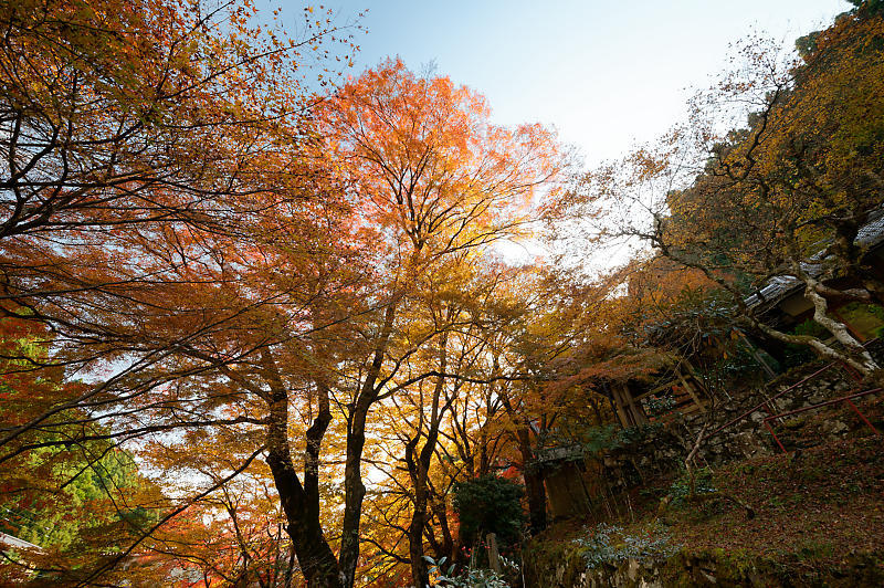 2021年京都の紅葉@杉坂 地蔵院_f0032011_17465723.jpg