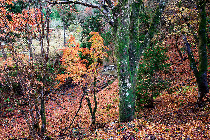 2021年京都の紅葉@杉坂 地蔵院_f0032011_17480169.jpg