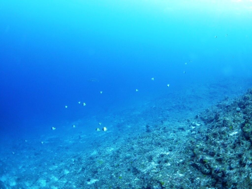 黒島のブルーとウミガメに癒された~(#^^#)_a0189838_15013775.jpg