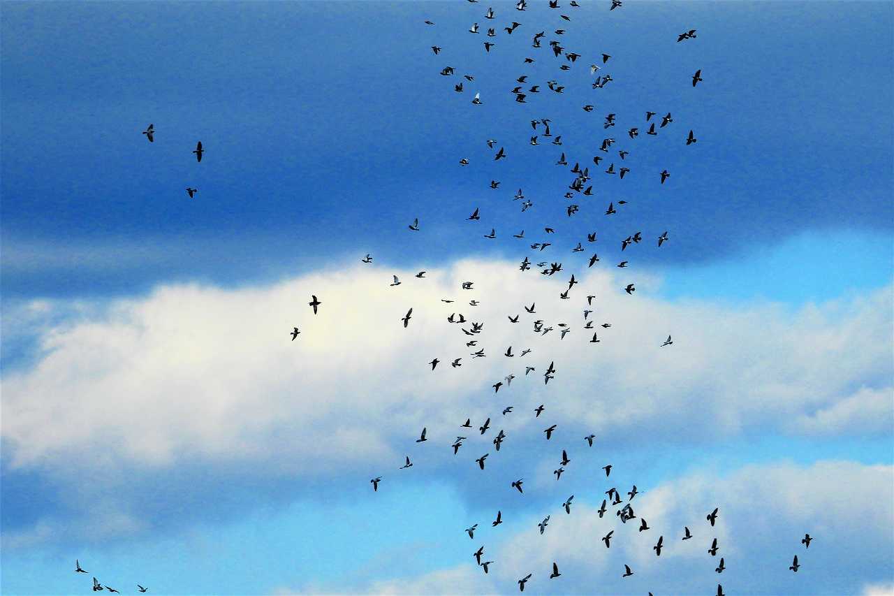 鳩の群れに なんでもブログ2 鳩の群れに なんでもブログ2