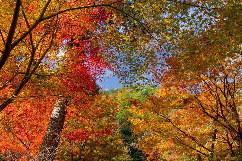 21紅葉輝く京都 神藏寺の錦 花景色 K W C Photoblog 21紅葉輝く京都 神藏寺の錦 花景色 K W C Photoblog