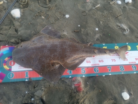 冬のサーフでのヒラメの釣り方 クワトロシルバーダイアリーズ