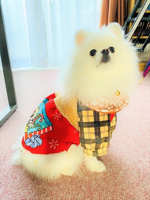 時々おしゃれ女子_d0360206_20004022.jpg