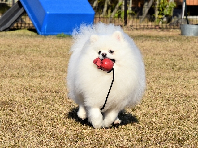 時々おしゃれ女子_d0360206_20041901.jpg