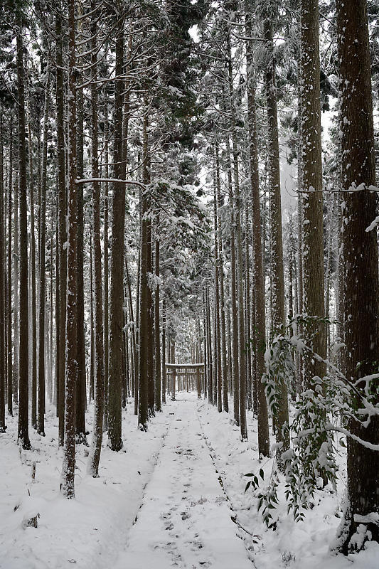 2021年京都の雪景色　初雪景色＠京北　賀茂神社_f0032011_21424051.jpg