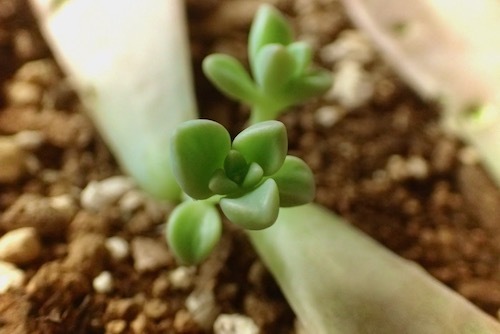 ミニチュア植物工場 グラパラリーフの増やし方 マッドマックス 怒りのデスロード 世話要らずの庭