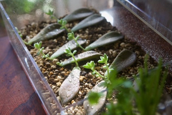 ミニチュア植物工場 グラパラリーフの増やし方 マッドマックス 怒りのデスロード 世話要らずの庭