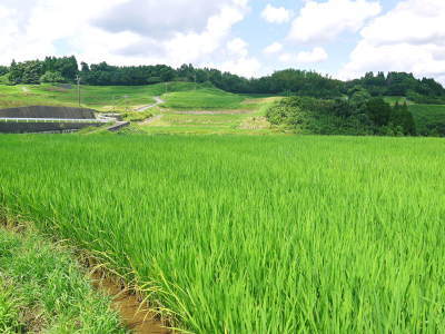 令和4年を熊本の安全で美味しいお米で迎えませんか!紹介1:水にこだわる匠の『菊池水源棚田米』_a0254656_18012129.jpg
