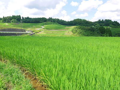 令和4年を熊本の安全で美味しいお米で迎えませんか！紹介１：水にこだわる匠の『菊池水源棚田米』_a0254656_18012129.jpg