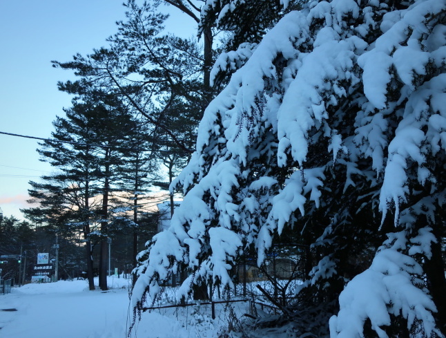 北軽井沢 * いつもの新鮮野菜直売所と雪景色♪_f0236260_14470843.jpg