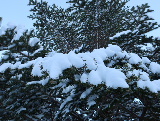 北軽井沢 * いつもの新鮮野菜直売所と雪景色♪_f0236260_14474874.jpg