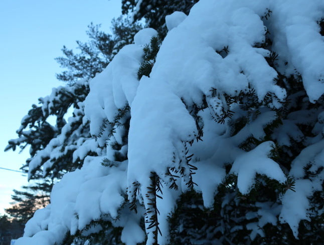 北軽井沢 * いつもの新鮮野菜直売所と雪景色♪_f0236260_14573611.jpg