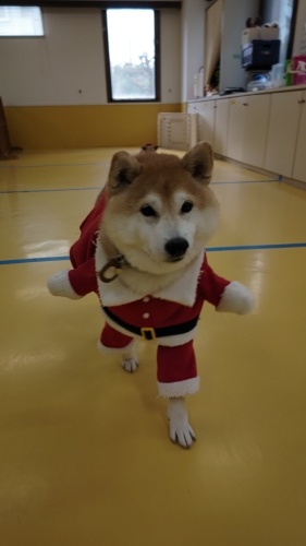 🎄メリークリスマス🎄_f0357682_17175152.jpg