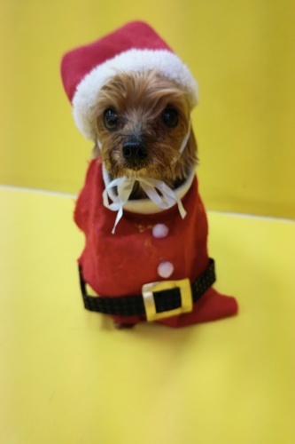 🎄メリークリスマス🎄_f0357682_17181815.jpg