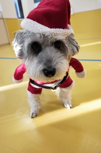 🎄メリークリスマス🎄_f0357682_17252923.jpg