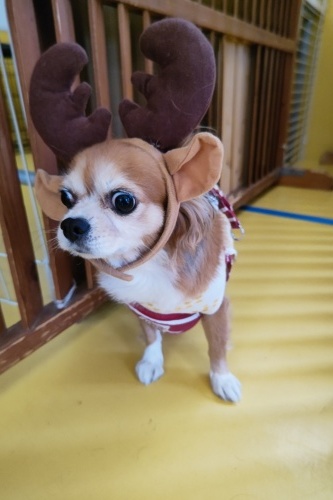 🎄メリークリスマス🎄_f0357682_17371148.jpg