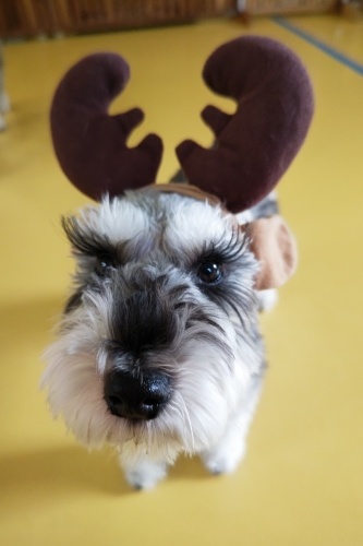 🎄メリークリスマス🎄_f0357682_17383195.jpg