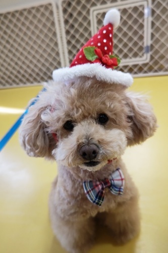🎄メリークリスマス🎄_f0357682_17413913.jpg