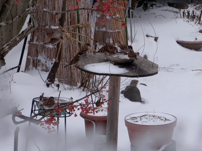 雀の餌台、マユミと庭木の冬囲いと雪景色_a0136293_15444266.jpg