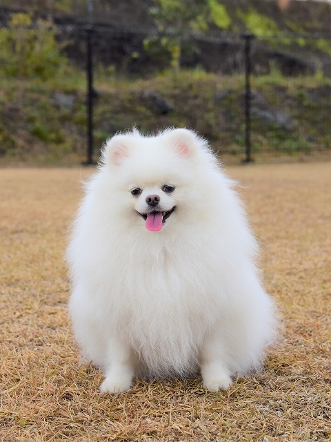 かたむく気持ち_d0360206_20315246.jpg
