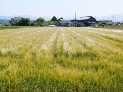 令和4年を熊本の安全で美味しいお米で迎えませんか！紹介2：土にこだわる匠の『砂田のこだわりれんげ米』_a0254656_18121750.jpg