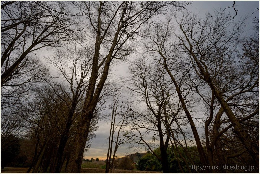 冬木立シルエット Muku3のフォトスケッチ