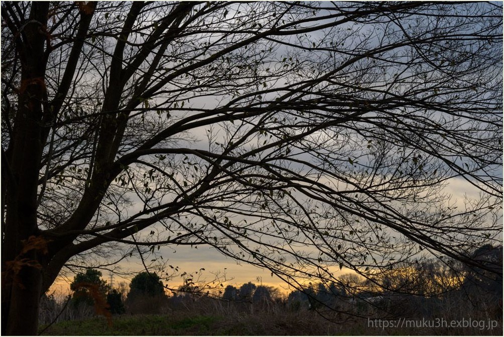 冬木立シルエット Muku3のフォトスケッチ