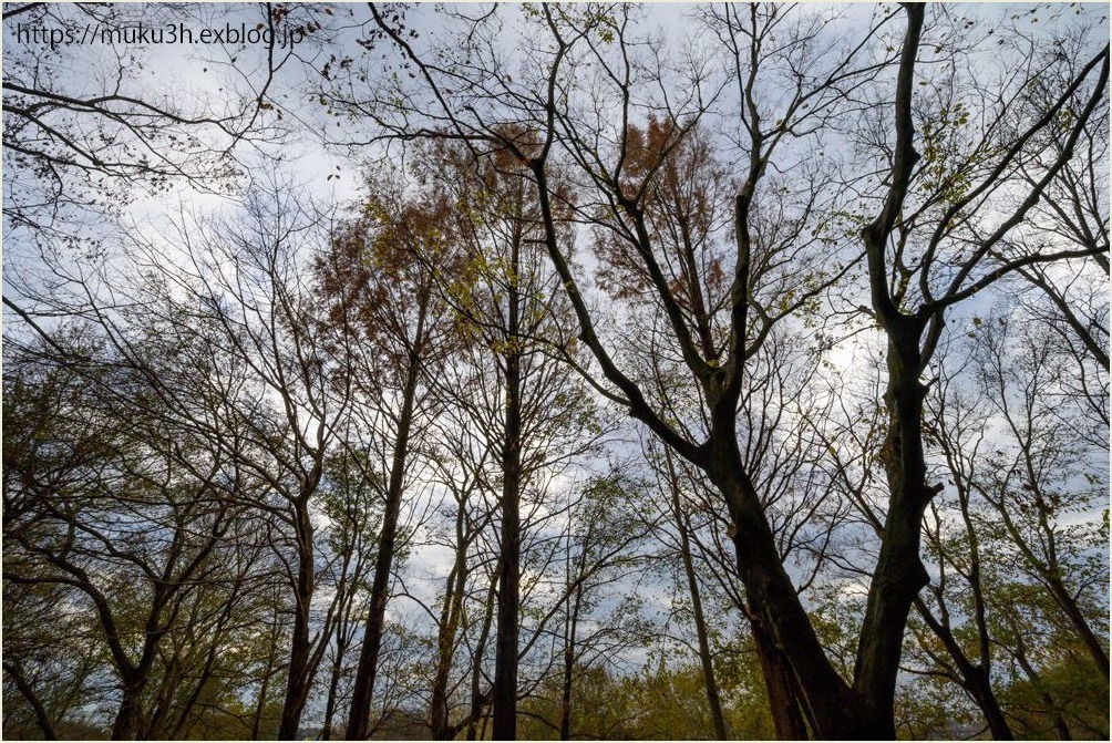 冬木立シルエット Muku3のフォトスケッチ