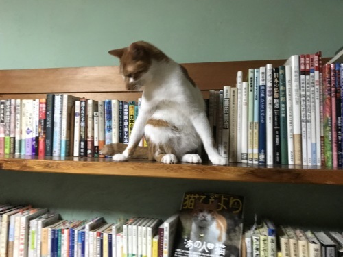 山盛り猫さん_f0054677_09165507.jpg