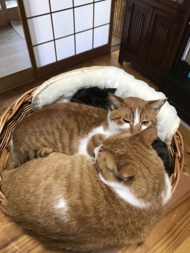 山盛り猫さん_f0054677_09170589.jpg