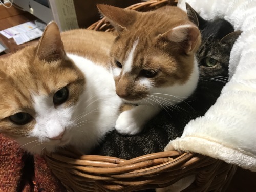 山盛り猫さん_f0054677_09170921.jpg