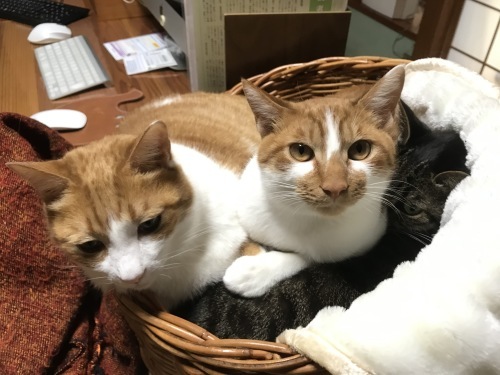 山盛り猫さん_f0054677_09171321.jpg