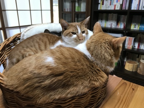 山盛り猫さん_f0054677_09171764.jpg
