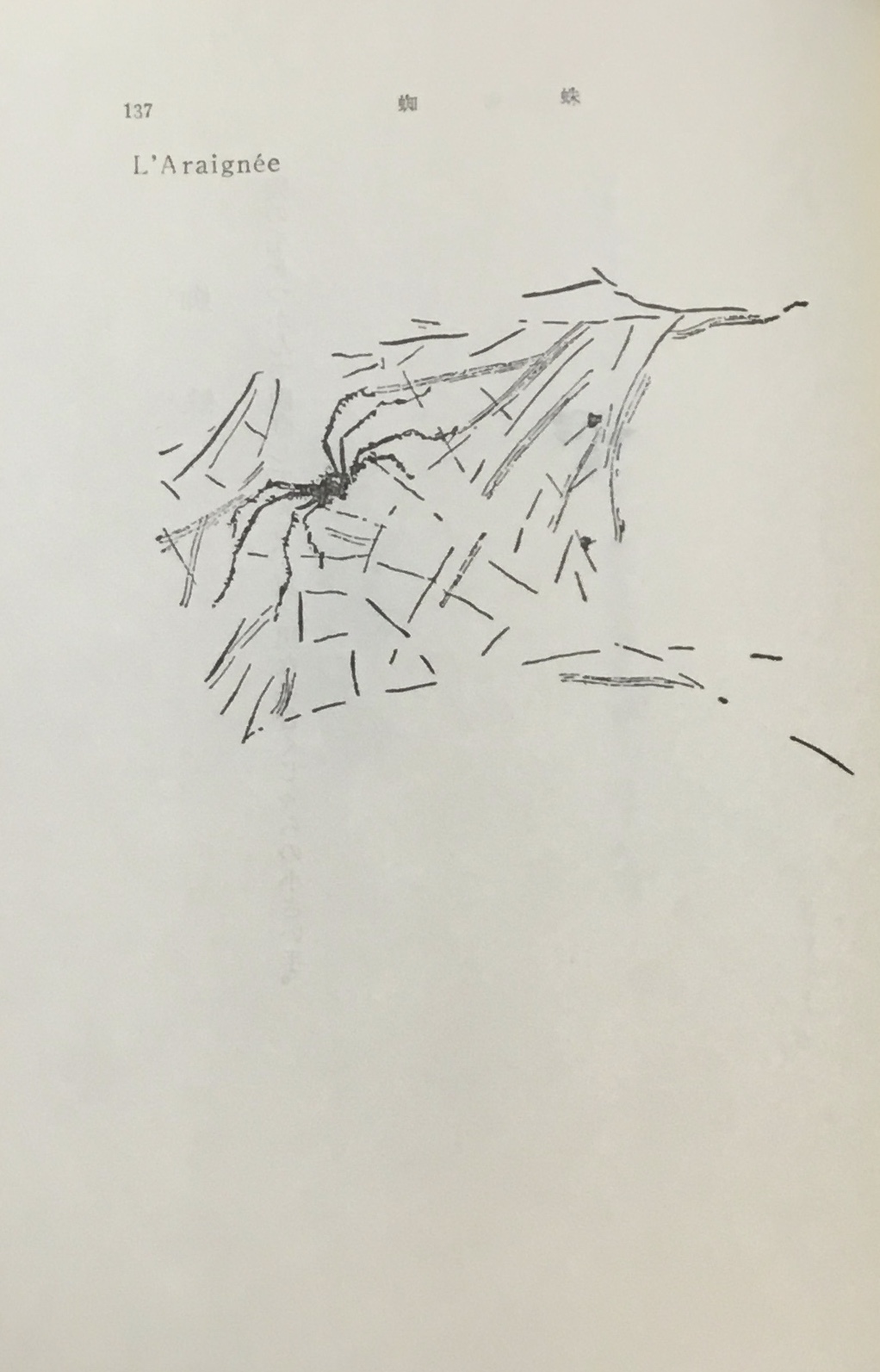 蜘蛛 の俳句_b0223579_04151191.jpeg
