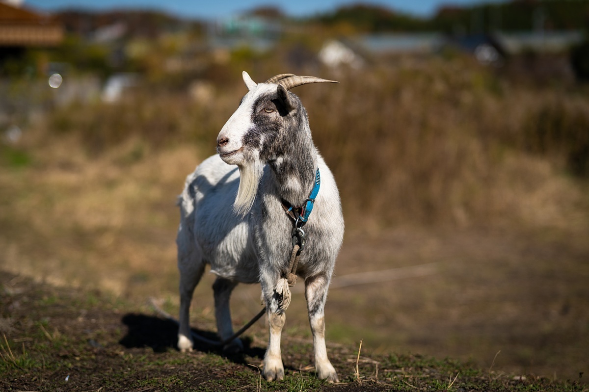 An Ordeal of the Goat Caused by A Nursery Song_b0403692_17283782.jpg