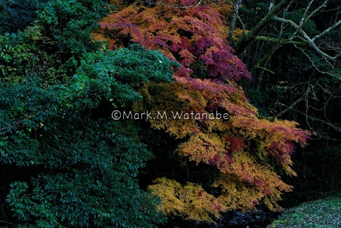 山奥の紅葉_e0135098_06480010.jpg
