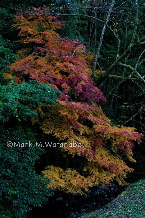 山奥の紅葉_e0135098_06481196.jpg