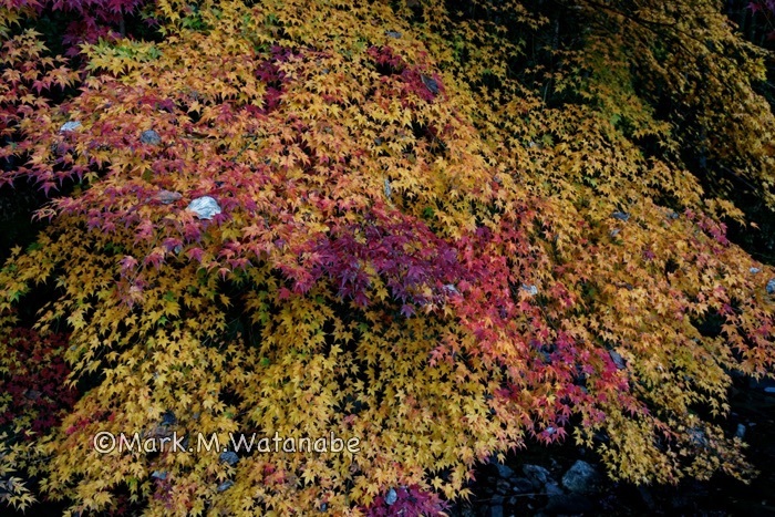 山奥の紅葉_e0135098_06482207.jpg
