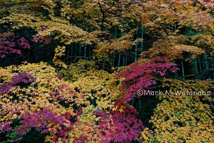 山奥の紅葉_e0135098_06483368.jpg