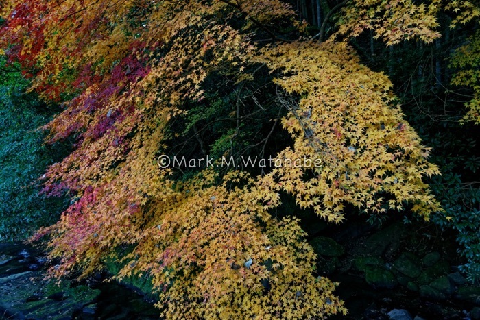 山奥の紅葉_e0135098_06484894.jpg