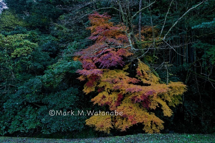 山奥の紅葉_e0135098_06485915.jpg