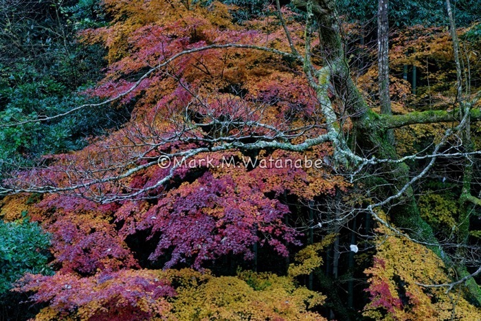 山奥の紅葉_e0135098_06490924.jpg