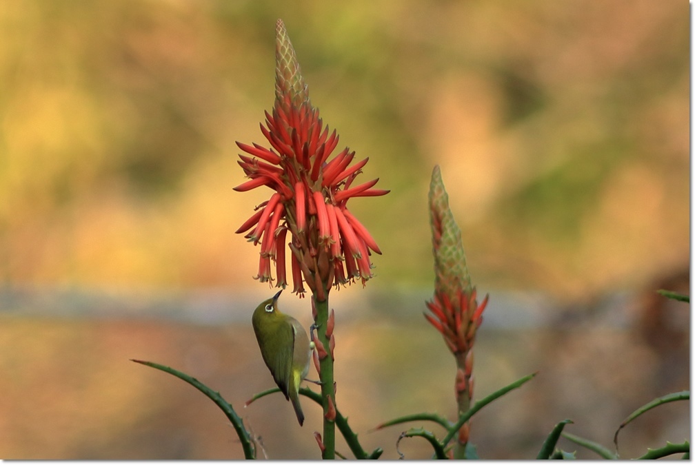 アロエの花にメジロ ハチミツの海を渡る風の音