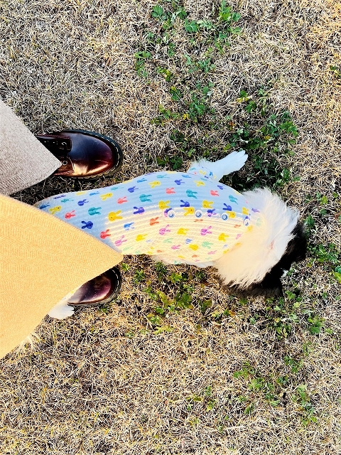 いまのところ、お留守番_d0360206_19335220.jpg
