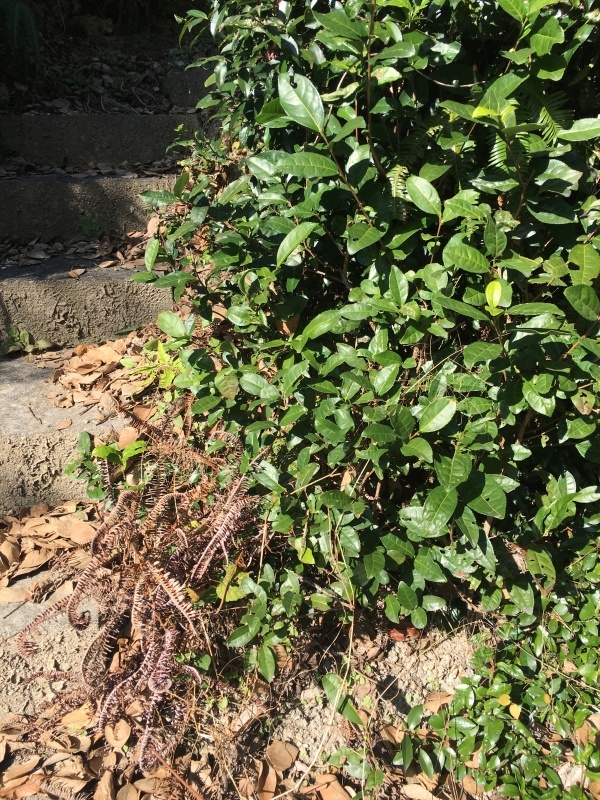 本日の午前お茶タイムはモーニング_b0220318_18212616.jpg