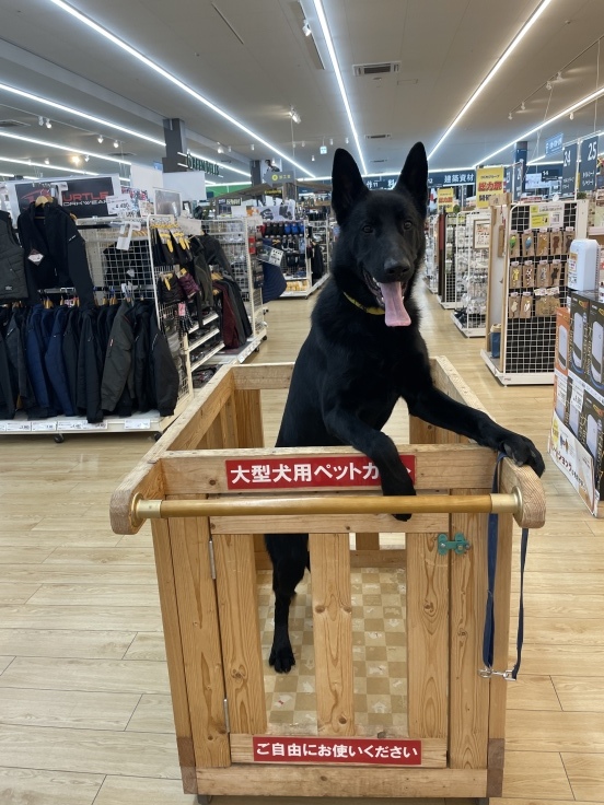 犬酒場_f0076731_20204043.jpeg